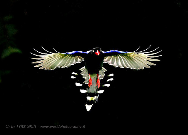 Taiwan Blue Magpie in Flight